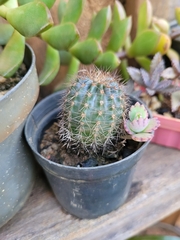 Echinopsis oxygona