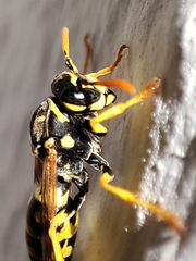 Polistes