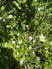 Parnassia fimbriata