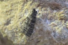Dioryctria simplicella
