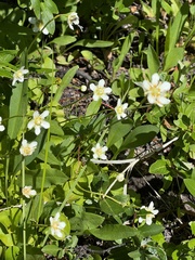 Parnassia fimbriata