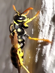 Polistes