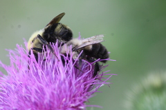 Bombus bimaculatus