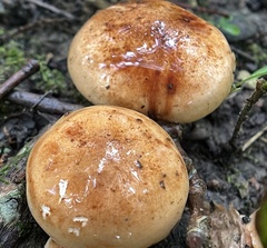 Tricholoma pessundatum