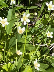 Parnassia fimbriata