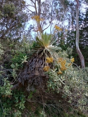 Espeletia corymbosa