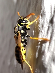 Polistes