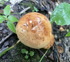 Tricholoma pessundatum