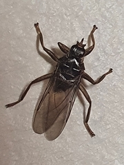 Pseudolynchia canariensis