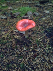 Russula emetica