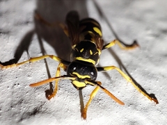Polistes
