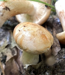 Tricholoma pessundatum