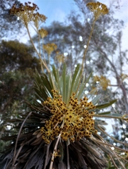 Espeletia corymbosa