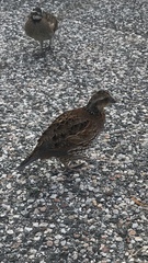Colinus virginianus