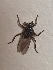 Pseudolynchia canariensis