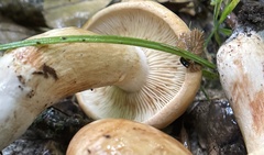 Tricholoma pessundatum