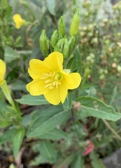 Oenothera biennis