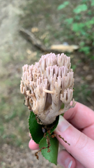 Ramaria