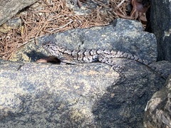 Sceloporus undulatus