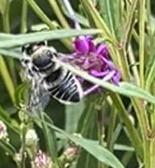 Megachile