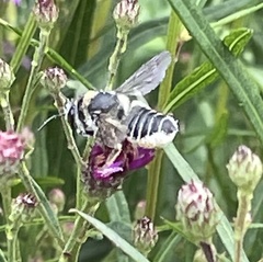 Megachile