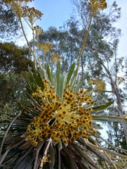 Espeletia corymbosa