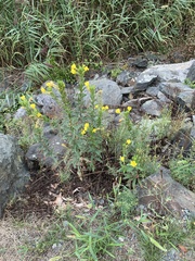 Oenothera biennis
