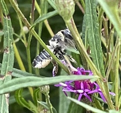 Megachile