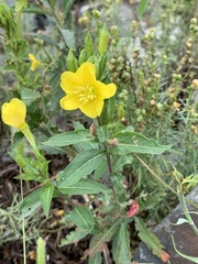 Oenothera biennis
