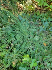 Equisetum