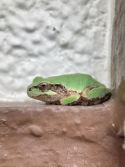 Hyla japonica
