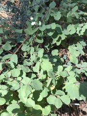 Symphoricarpos