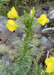 Oenothera biennis