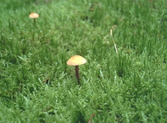 Cystoderma amianthinum