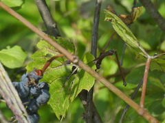 Vitis labrusca