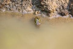 Lithobates septentrionalis