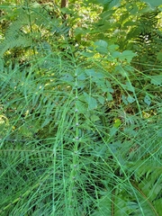 Equisetum