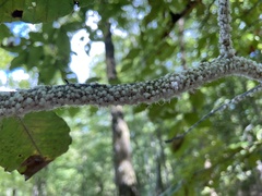 Grylloprociphilus imbricator