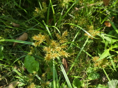 Cyperus erythrorhizos
