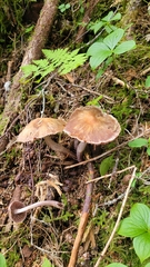 Laccaria bicolor