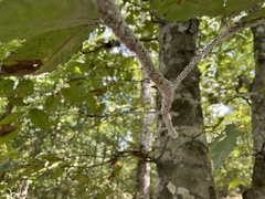 Grylloprociphilus imbricator