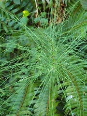 Equisetum