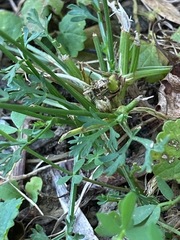 Daucus carota