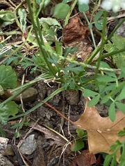 Daucus carota