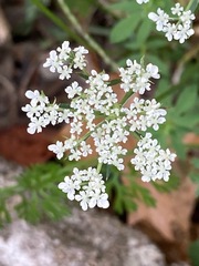 Daucus carota