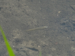 Fundulus notatus
