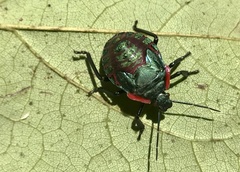 Alcaeorrhynchus grandis