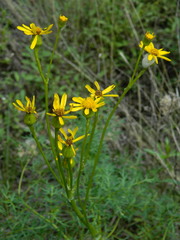 Senecio integerrimus exaltatus