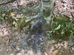 Grylloprociphilus imbricator