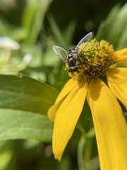 Eristalis dimidiata